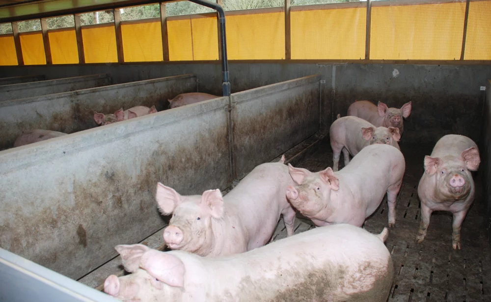 elevage-porc-naisseur-engraisseur - Illustration Des revenus disparates en porc en 2014