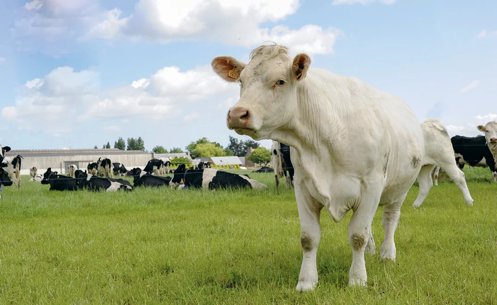 exploitation-viande-lait - Illustration Recul de la mixité lait-viande dans le Grand-Ouest 