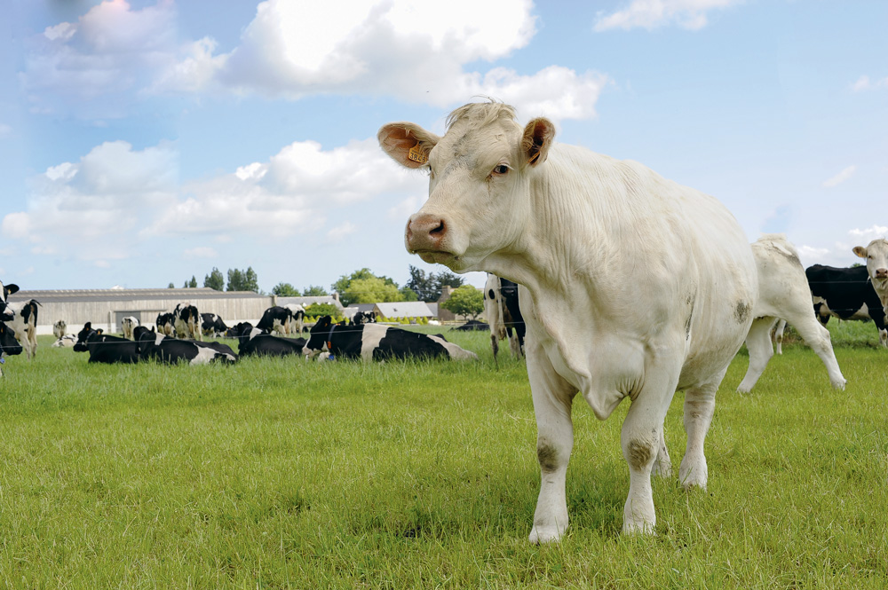 exploitation-viande-lait - Illustration Recul de la mixité lait-viande dans le Grand-Ouest 