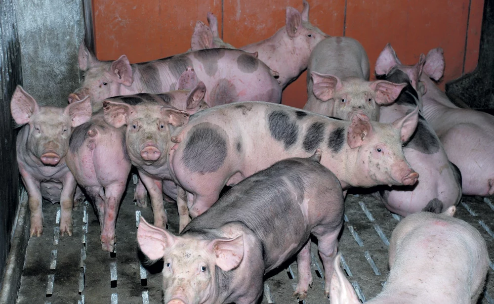 exportation-porc-russie - Illustration La Russie espère vendre de la volaille et du porc en Chine