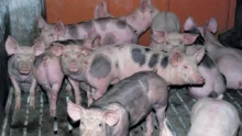 exportation-porc-russie