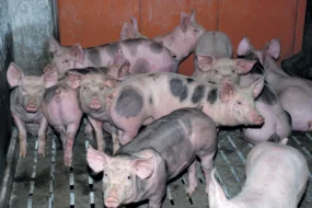 exportation-porc-russie