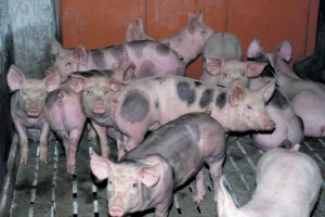 exportation-porc-russie