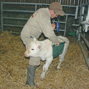 Le filet est glissé sous le ventre de l’animal