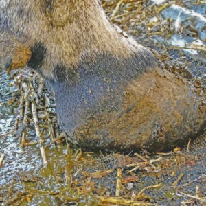 La fonte du coussinet graisseux du talon