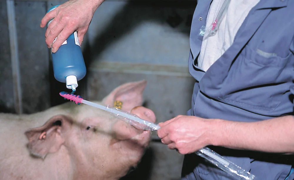 insemination-porcine - Illustration Techniques d’insémination porcine