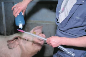 insemination-porcine