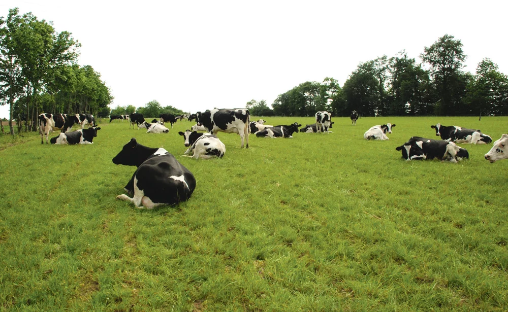 lait-vache - Illustration L’après-quotas du lait revient au cœur des débats