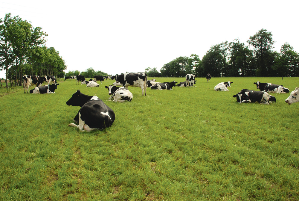 lait-vache - Illustration L’après-quotas du lait revient au cœur des débats