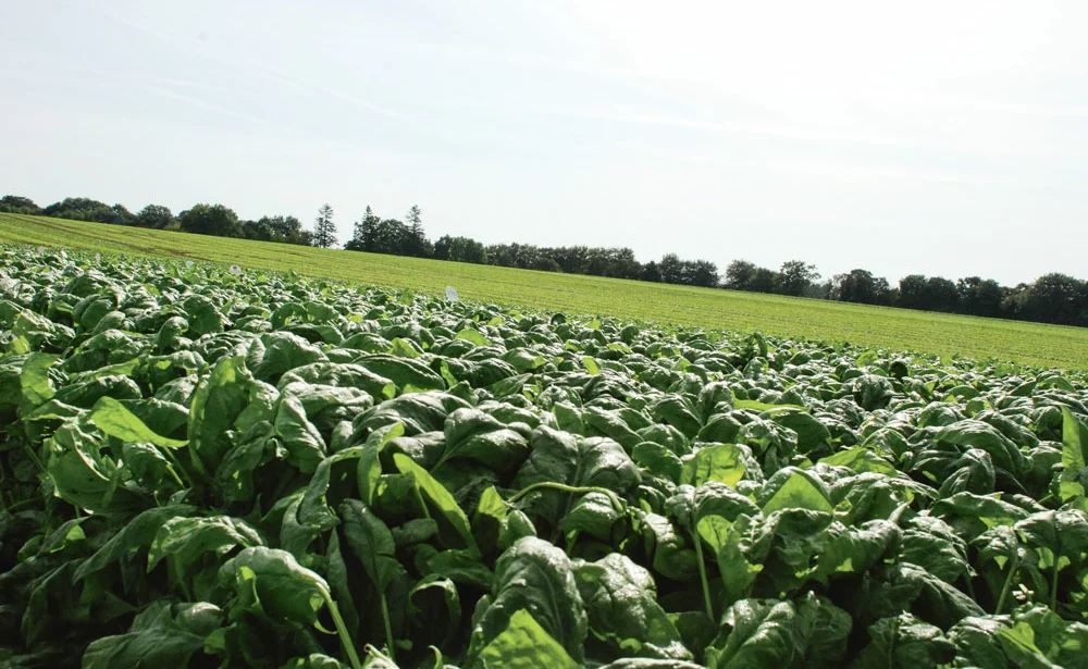 legumes-production - Illustration Les légumes industrie en difficulté