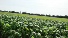 legumes-production