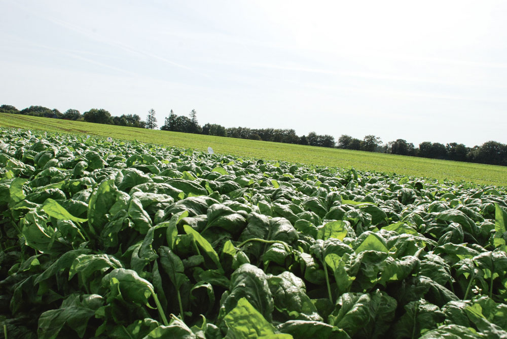 legumes-production - Illustration Les légumes industrie en difficulté