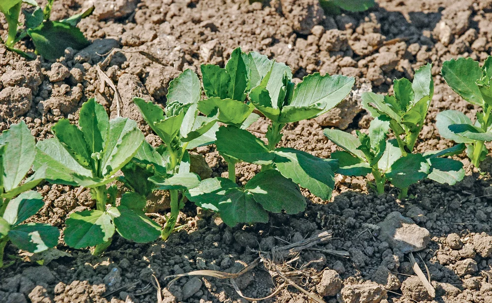 legumineuse-plante-proteines - Illustration Légumineuses : Relance de la course aux protéines