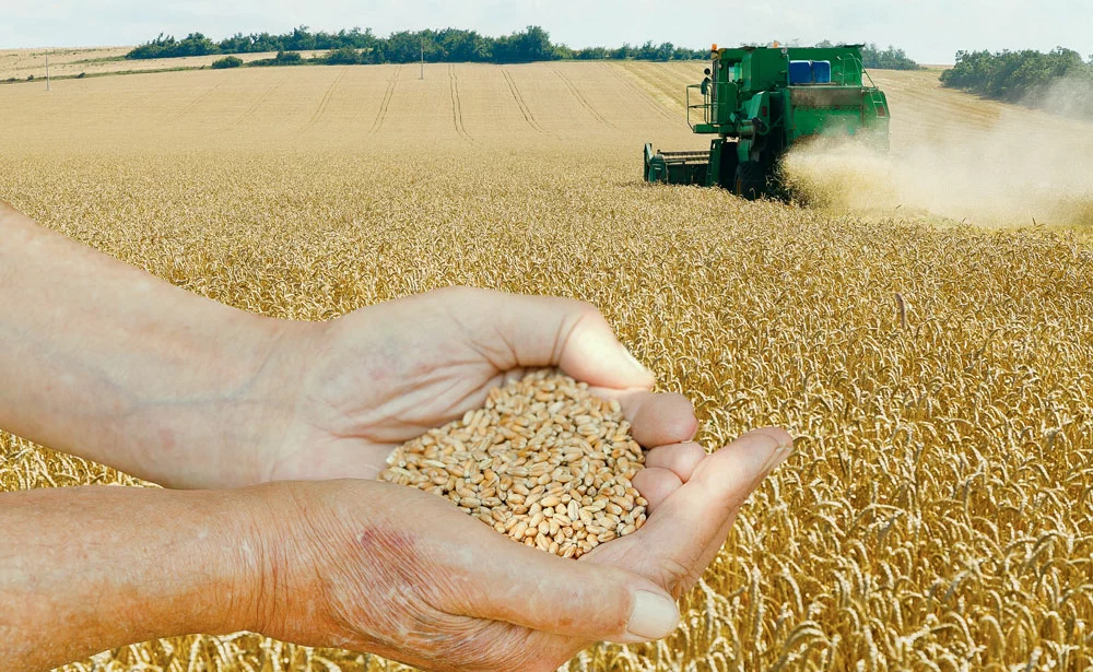 marches-internationnaux-cereales - Illustration Espagne : chute de plus d’un tiers de la production de céréales