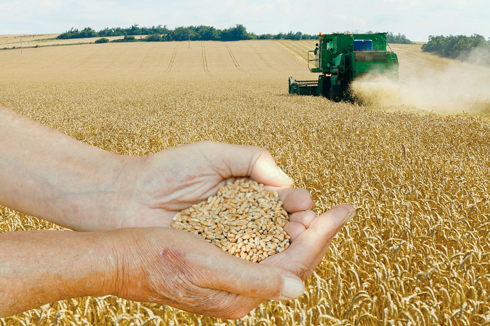 Photo of Marchés des céréales, les agriculteurs reprennent la main