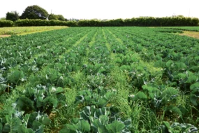 methode-production-chou-fleur