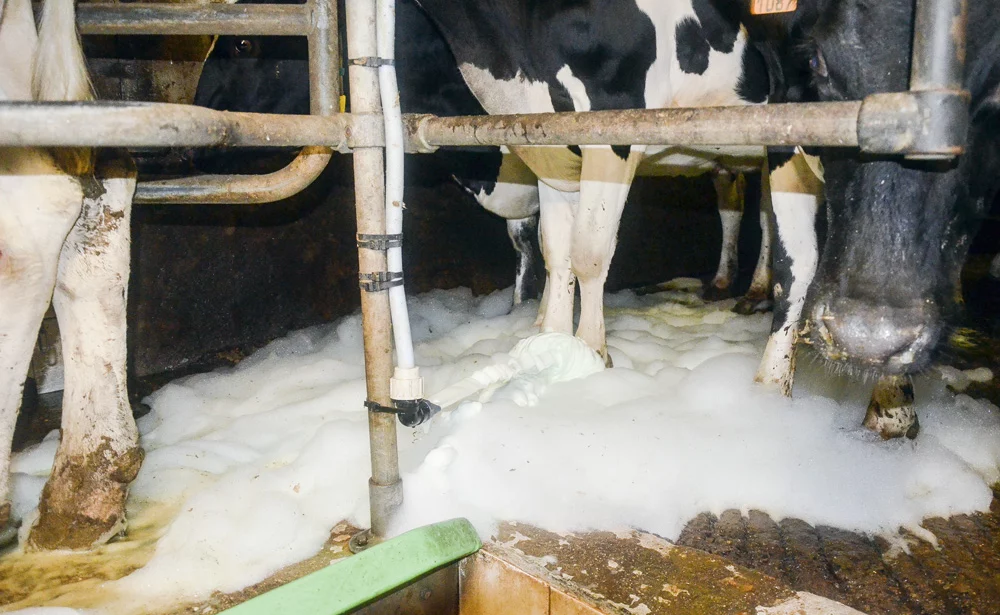 mousse-dermatite-vache-laitiere - Illustration Une solution moussante contre les dermatites digitées