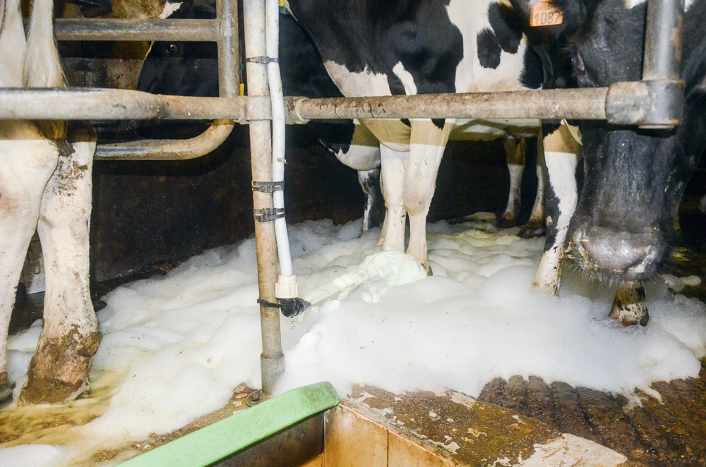 mousse-dermatite-vache-laitiere - Illustration Une solution moussante contre les dermatites digitées