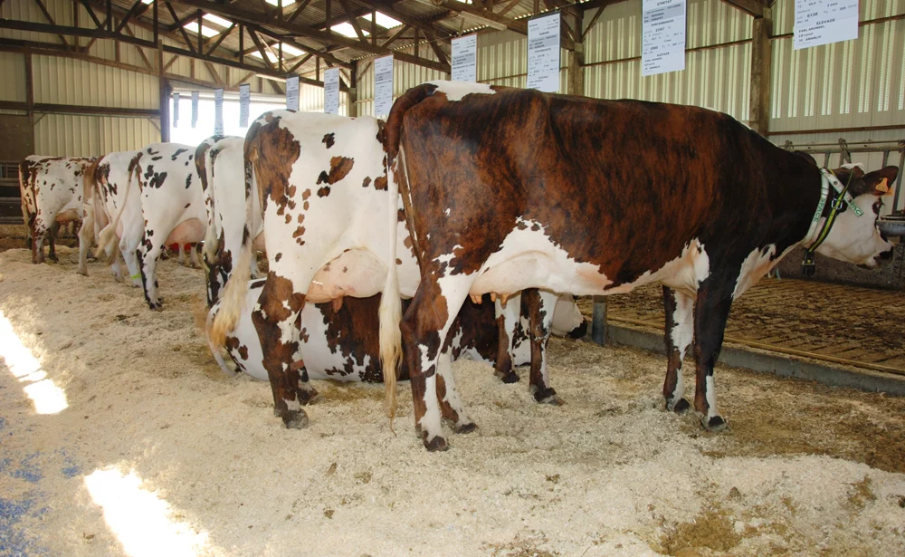 normande-bovin-production-laitiere - Illustration La Normande, vache « sécurité »