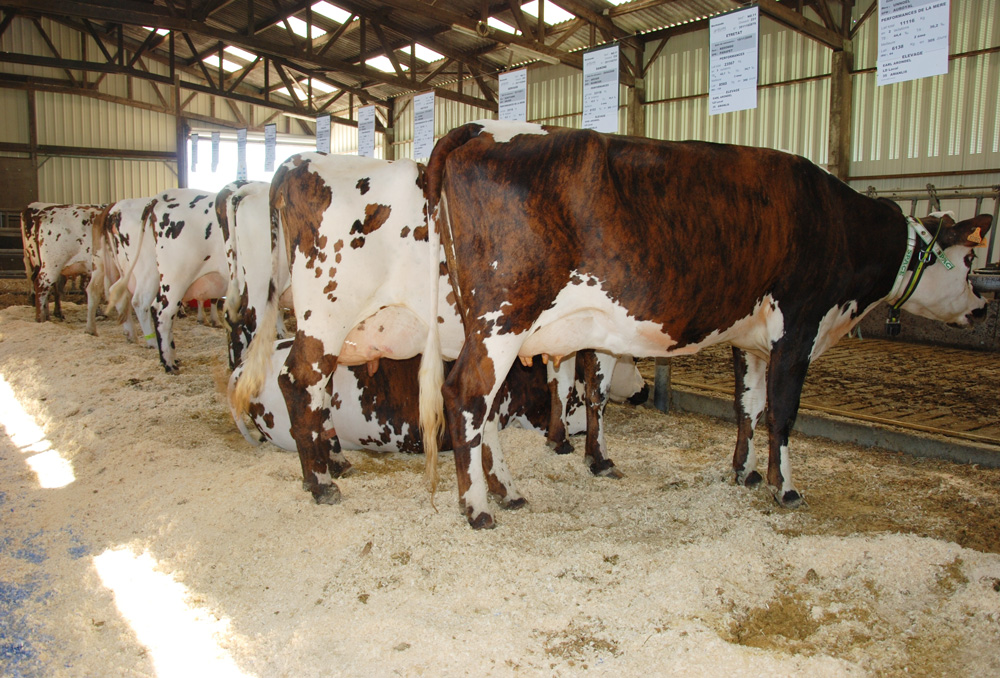 normande-bovin-production-laitiere - Illustration La Normande, vache « sécurité »