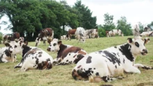 normande-lait-production-gaec