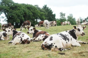 normande-lait-production-gaec