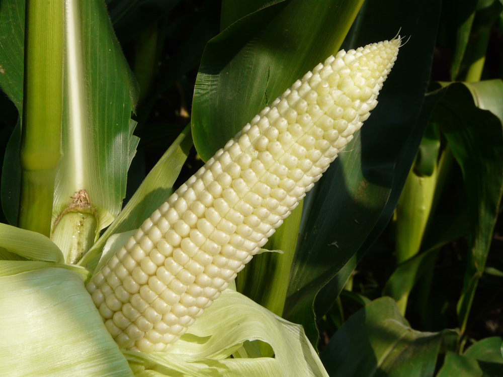 Photo of Levée de l’interdiction d’utilisation du maïs OGM