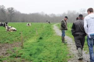 paturage-chemin-herbe