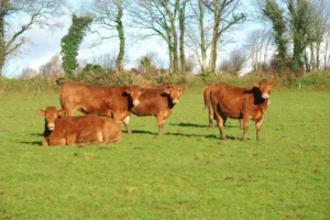 paturage-hivernal-herbe-bovin