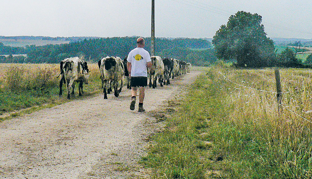 paturage-vache-hivers-2014 - Illustration Poursuivre le pâturage en hiver