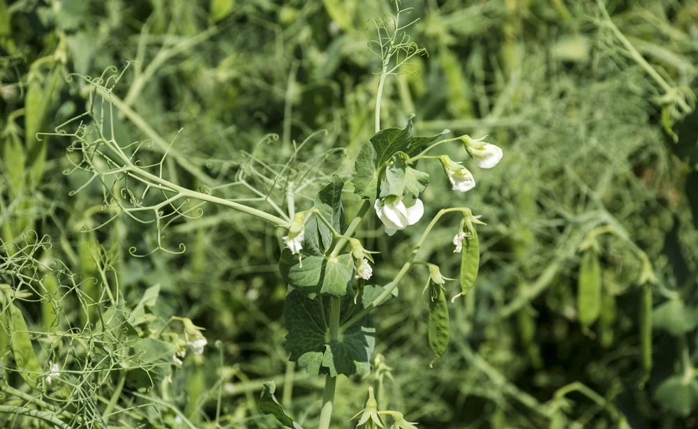 pois-proteagineux - Illustration Bien implanter un pois de printemps