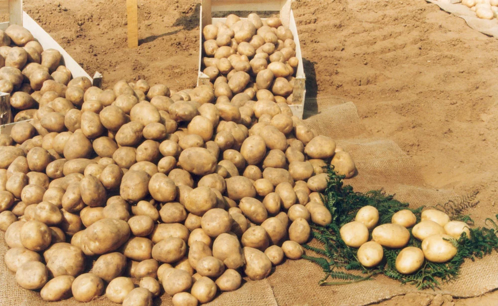 pomme-de-terre-production - Illustration La pomme de terre n’a pas la frite