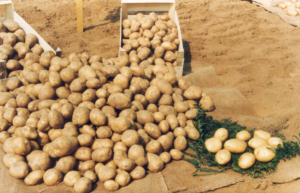 pomme-de-terre-production - Illustration La pomme de terre n’a pas la frite