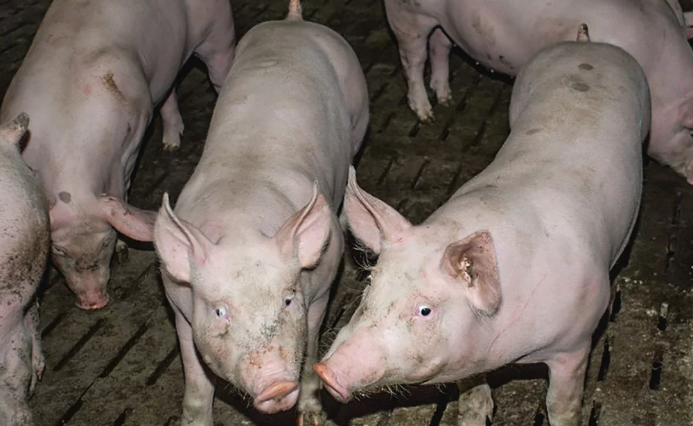 porc-charcurtier - Illustration Porc : il maîtrise ses dépenses de santé