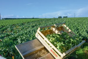 production-chou-fleur-bretagne