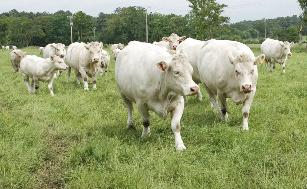 race-vaches-charolaises - Illustration L’Ille-et-Vilaine se maintient en nombre de vaches charolaises