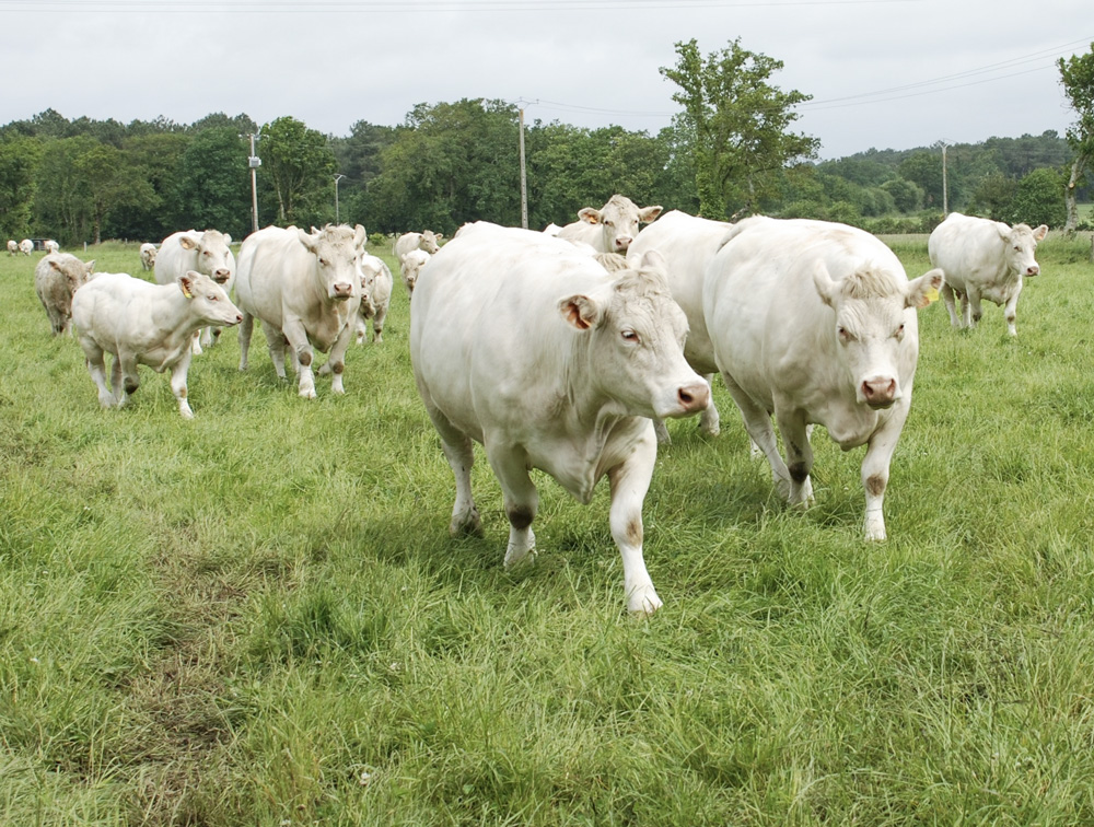 race-vaches-charolaises - Illustration Anticiper l’exportation de viande haut de gamme vers la Chine
