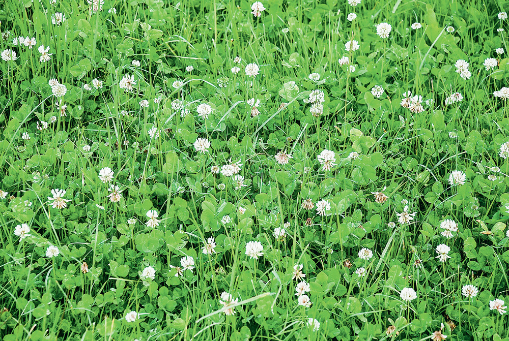 ray-grass-azote - Illustration Ray-grass : le bon mélange limite les frais