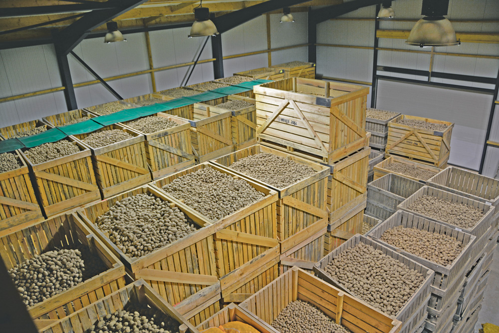 stockage-batiment-pomme-de-terre - Illustration Pomme de terre : un bâtiment neuf pour le plant