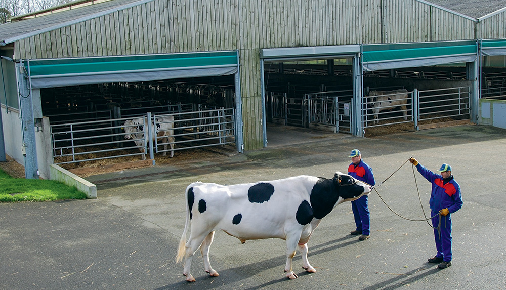 taureau-prim-holstein - Illustration La publication des taureaux s’élargit