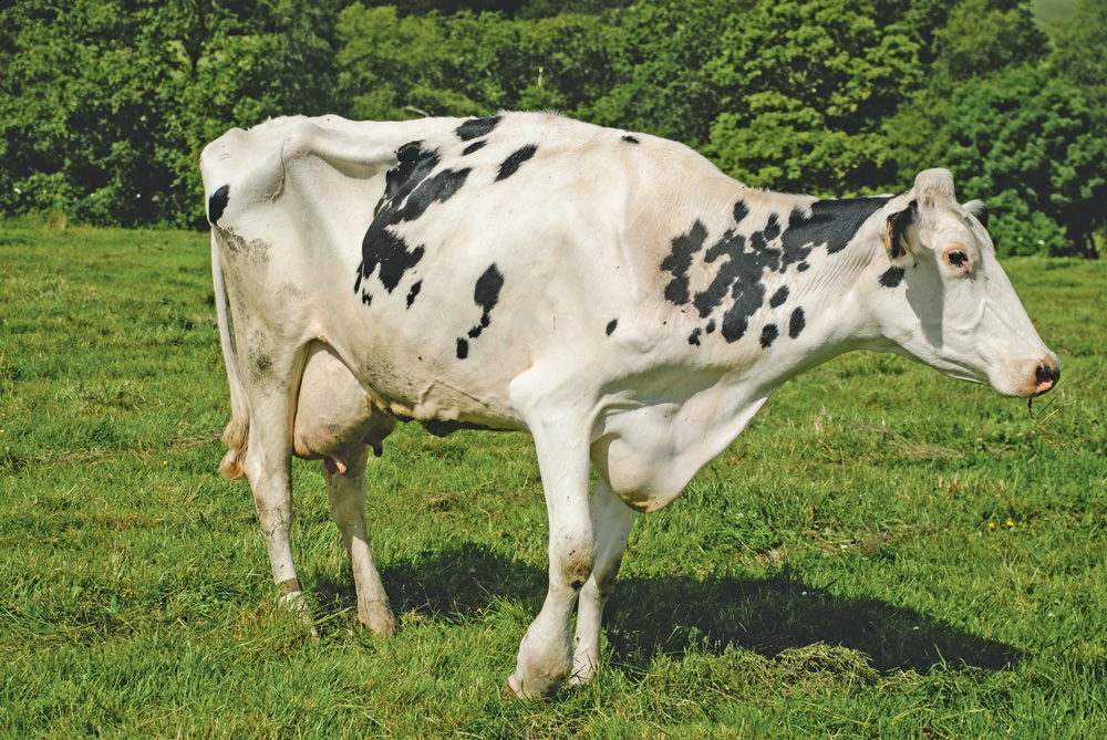 vache-boiterie-pieds - Illustration Face aux boiteries, levez le pied