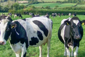 vaches-laitiere-cedapa