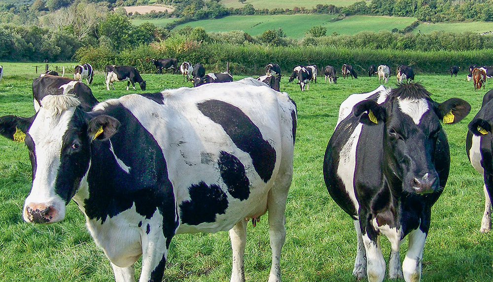 vaches-laitiere-cedapa - Illustration Cédapa : 290 laitières sur 100 ha d’herbe accessibles