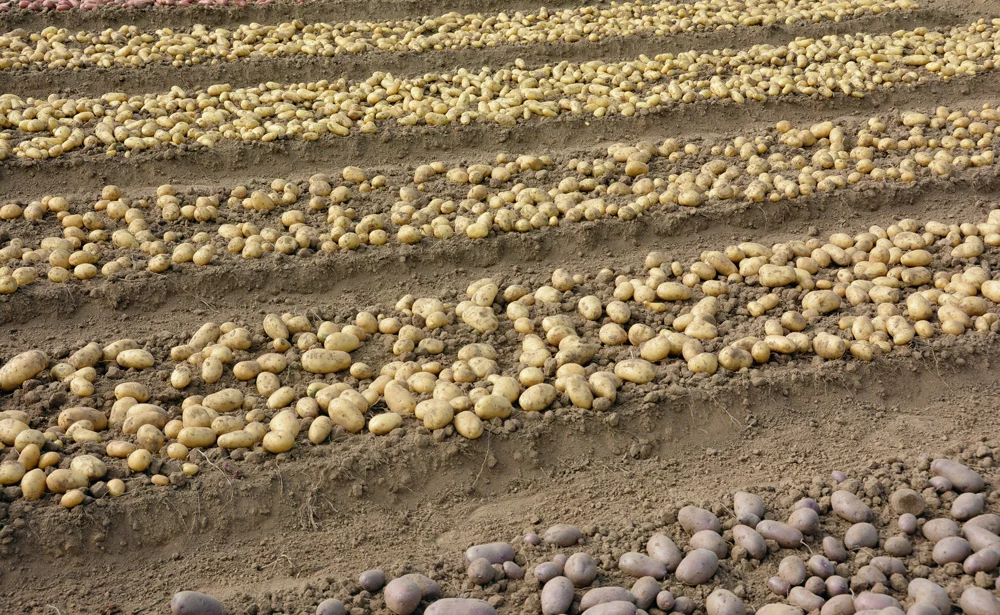 varietes-pommes-de-terre - Illustration Pomme de terre : le plant breton s’exporte