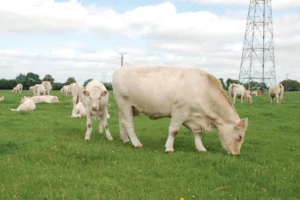 viande-bovin-charolaise