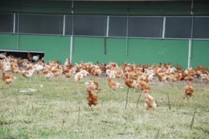 viande-poules-pondeuses-bio