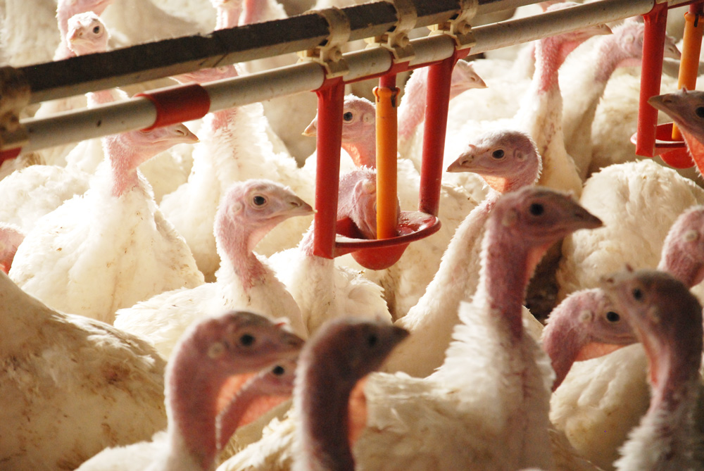 volaille-eau-aviculture - Illustration Taïwan : interdiction d’abattage, transport et vente de volaille pendant 7 jours