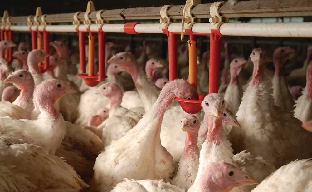 aviculture-antibiotique - Illustration Bonnes pratiques contre antibiotique