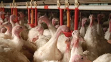 aviculture-antibiotique