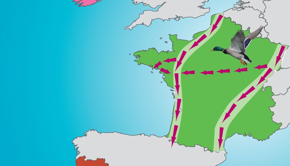 aviculture-grippe-aviaire - Illustration L’Europe sous la menace de l’Influenza aviaire